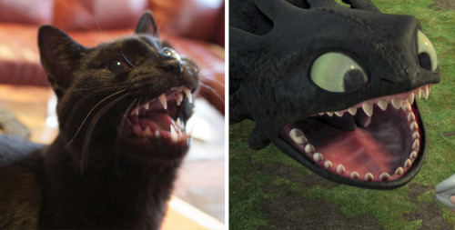 sologatos:pr1nceshawn:Cats or Toothless!?50273