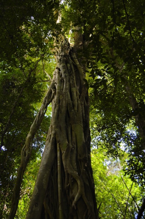 cassiachloe:Luang Namtha Jungle, LaosA myriad of noises,...