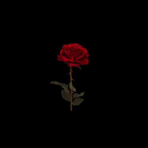  black  red rose  Tumblr 