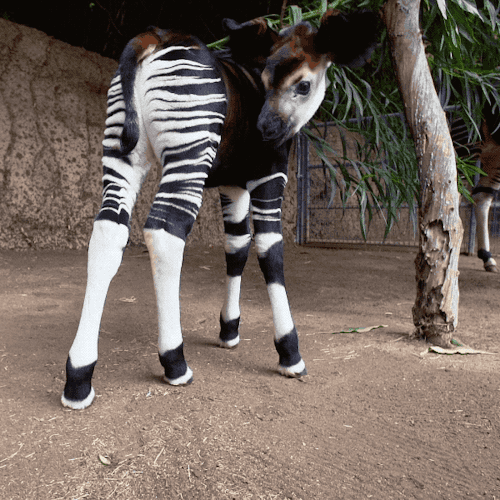 blurrysnakescales - wildlifemajor - sdzoo - Happy World Okapi...