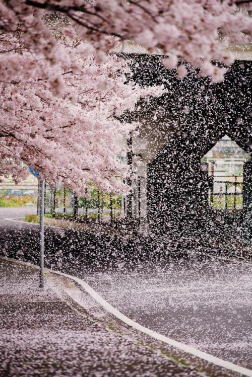 nwashy - TwitterさんはTwitterを使っています - “#CherryBlossoms are blooming...