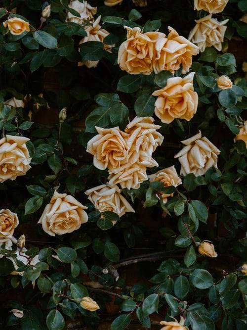 floralls:by Annie Spratt