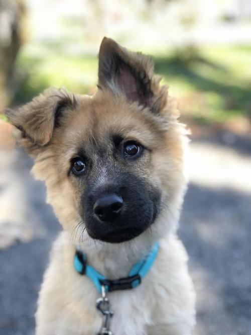 doggopupperforpres - One ear is up!