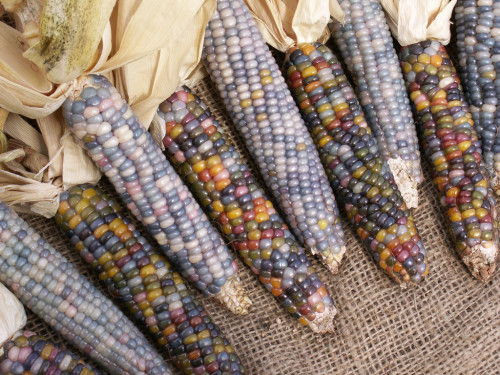 harvestheart - thirdoffive - Glass GemA stunning corn variety...
