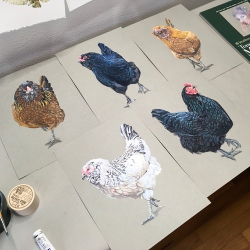 lwhittie - All of the chicken paintings are together now just...