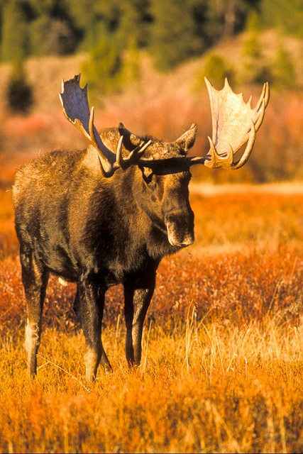 eqiunox-blog - M12344 - Bull moose. ©Jerry Mercier by jerry...
