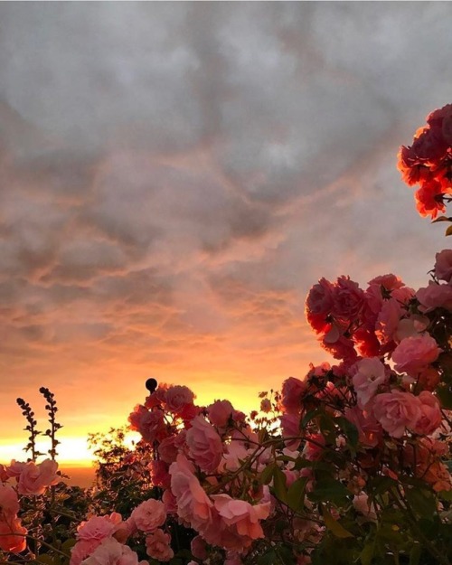 andantegrazioso - Flower sunset | flora.forager