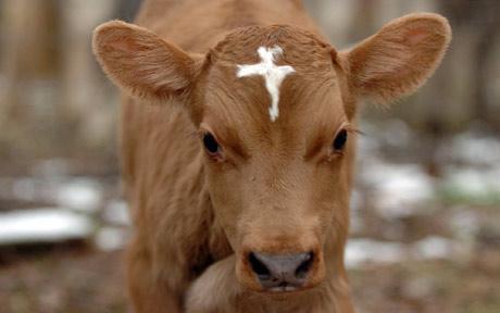 fairybulls - Moses, the cow with a cross on his forehead