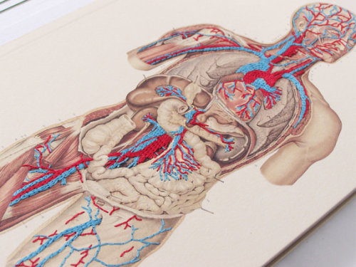 lesstalkmoreillustration - Embroidered Anatomical Art By...
