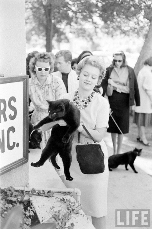 ohmyvengers - felineillusion - 1961, Hollywood, California....