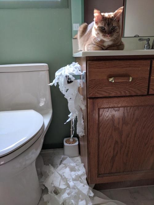 sixpenceee:“Locked my cat in the bathroom while I made a meal...