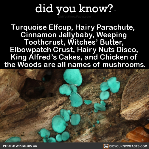 turquoise-elfcup-hairy-parachute-cinnamon