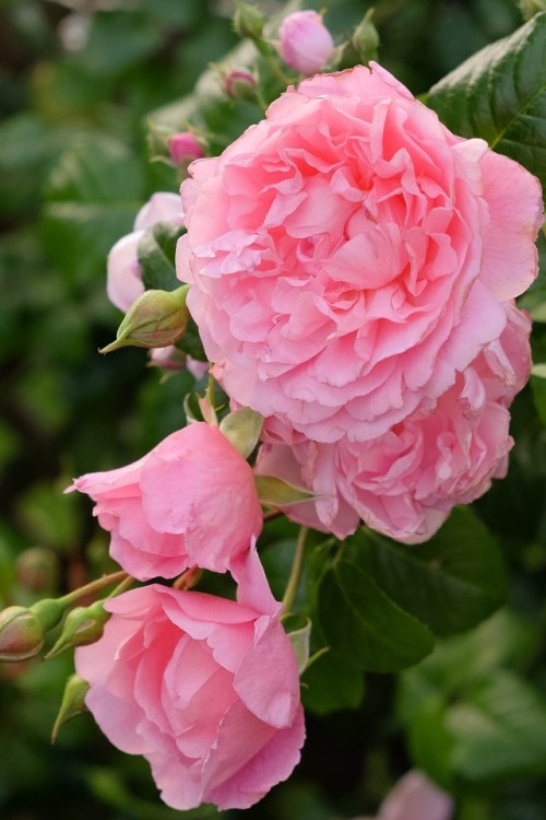 florealegiardini - ~ Strawberry Hill Rose ~