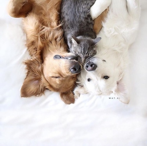 love-to-love-puppies - I feel like these are those photos with a...