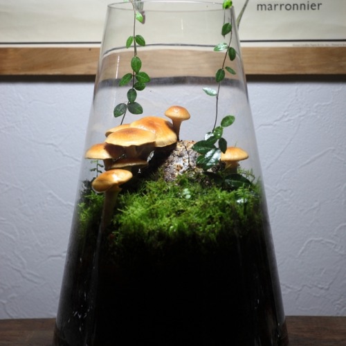 sosuperawesome - Mushroom Terrariums, by Kinocorium on Instagram