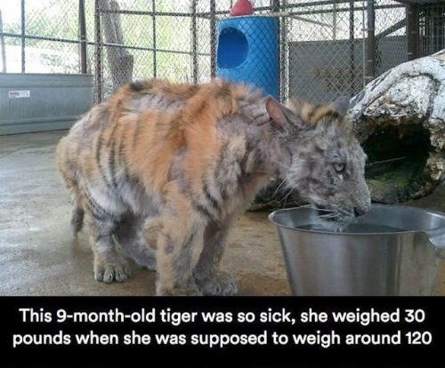 deapseelugia - catchymemes - Sick Tiger Cub Gets Rescued From...
