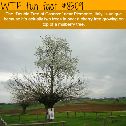wtf-fun-factss - Double Tree of Casorzo - WTF fun facts