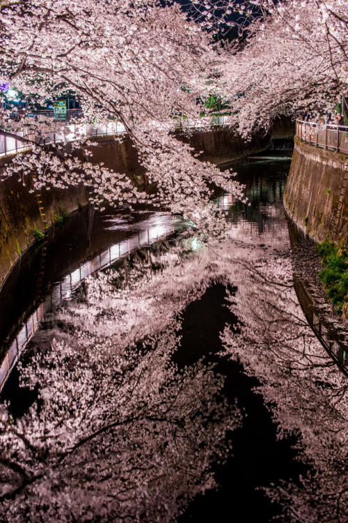 lifeisverybeautiful:Cherry Blossom, Japanvia 桜色 :PHOTOHITO