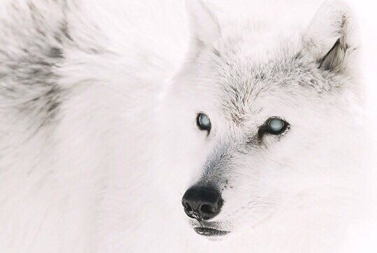 when the snow falls and the wind blows the lone wolf dies but the pack survives. Tumblr_p59o5j3BYD1um6f6uo5_540