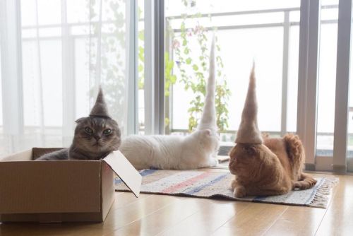 cuteanimals-only:Cats in hats made from their own hair by...