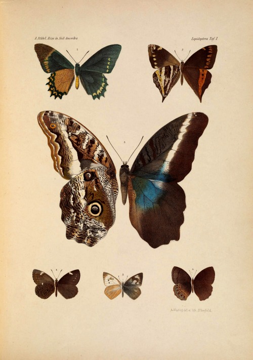 wapiti3 - Lepidoptera - collected on a journey through...