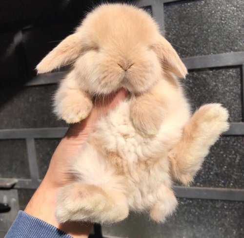 protect-and-love-animals - Bunnies are so beautiful
