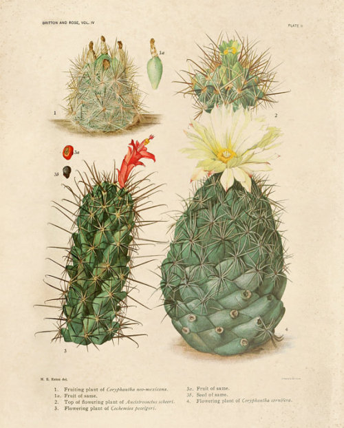 lesstalkmoreillustration - Cacti & Botanical Dessert Posters...