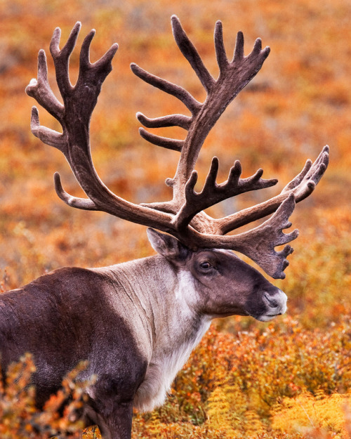 funkysafari - Caribou are the only member of the deer family in...
