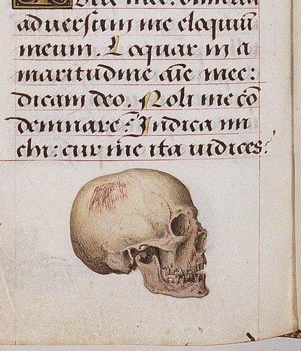 themacabrenbold - #Skull studies illustrating the hours of the...