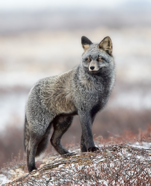 beautiful-wildlife - Cross Fox by © Alessandro Catta