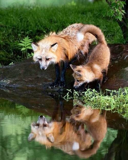 everythingfox:“It’s us, but in liquid form!”