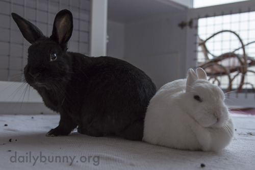 bunniesohmy - dailybunny - One Loaf Is Done, the Other Continues...