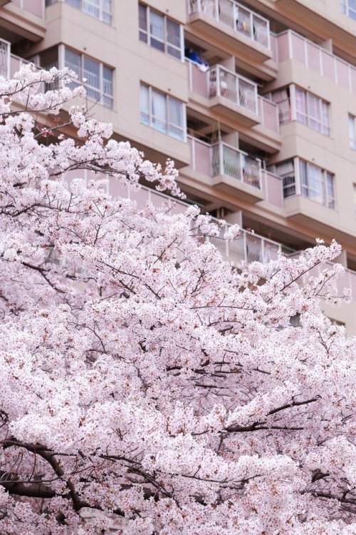 sakura aesthetic | Tumblr