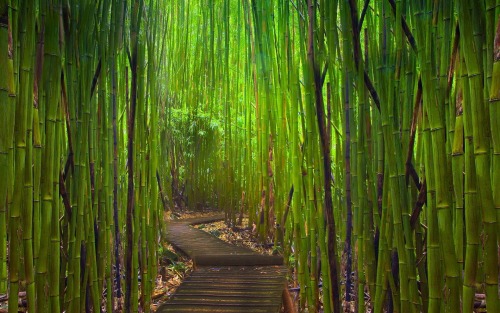 coolthingoftheday - TOP TEN MOST BEAUTIFUL TREE PATHS1....
