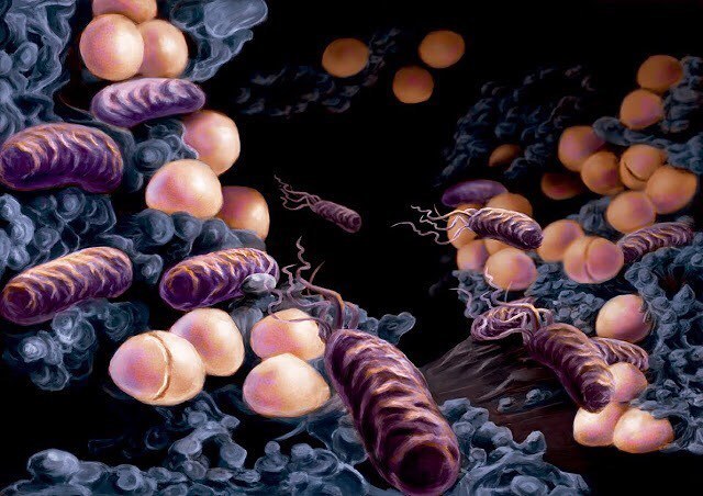 MUNDO MICROBIANO - MARÍA LAMPRECHT GRANDIO
En este dibujo se representa una biopelícula bacteriana. Los microorganismos en el medio natural no viven aislados como organismos individuales, sino que son parte de un ecosistema organizado formado por...