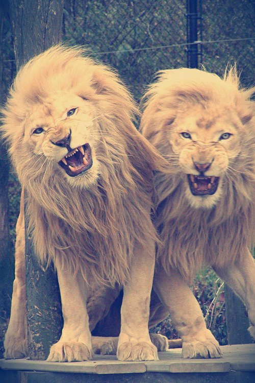 A lioness has got a lot more power than the lion likes to think she has.  Tumblr_mk9sfdnBpb1s8xtlmo1_500