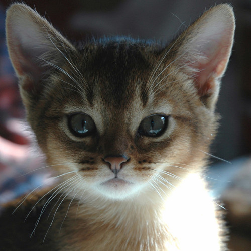 keikozakky:Kitten Portrait by peter_hasselbom on Flickr.