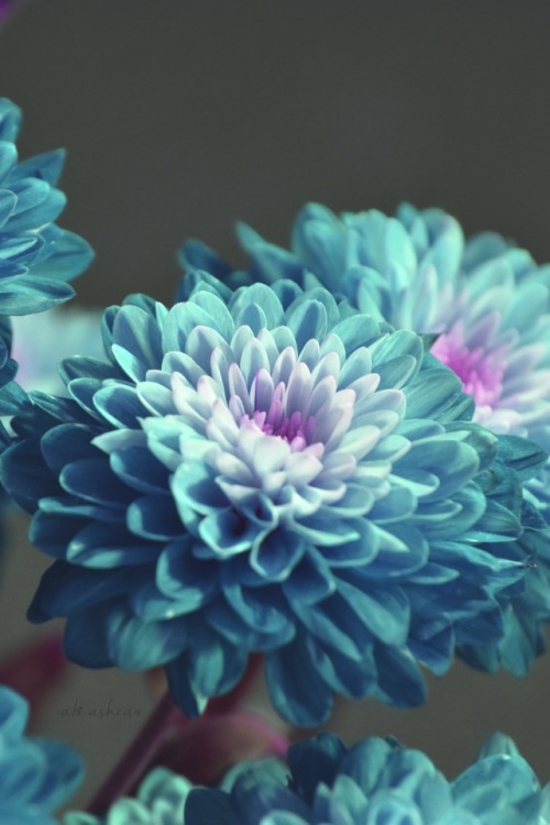 blue flowers on Tumblr