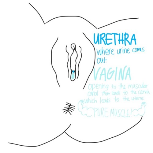 charmingbarbarian:adysphoric:Hello, I made parts of the vulva...
