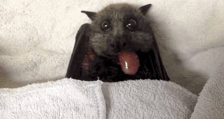 yelyahwilliams:gifsboom:Flying Fox Bat Happily Stuffs Her...