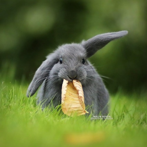 crystalwolfblog - tt280 - adorable-bunnies - ❤️Bunn eat...