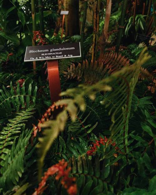 olena:I love #Blechnum. The most beautiful ferns, with a name...