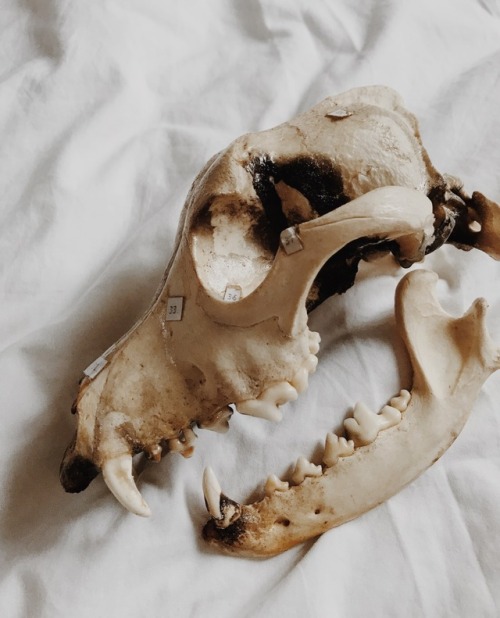 caffeineinfused - canine anatomy - bones of the skull