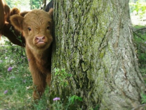 justcutecows - There are two cuties, this lil sweet baby and the...