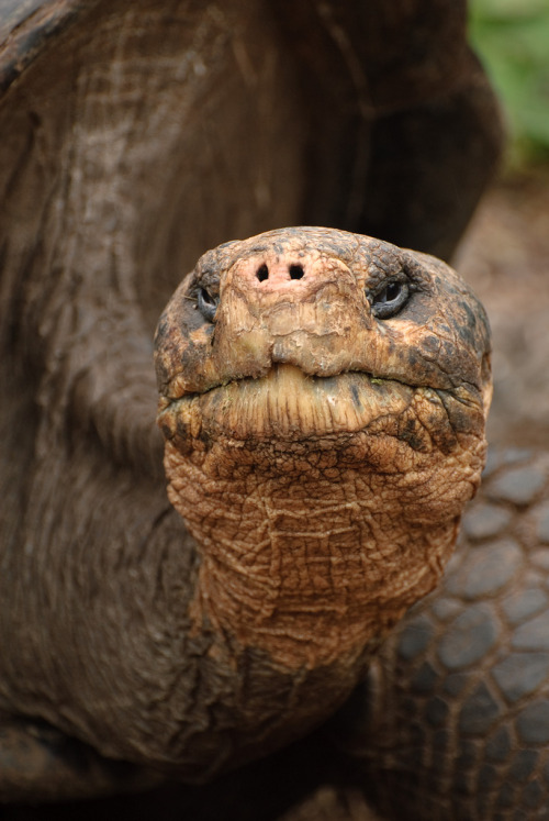 funkysafari - Galapagos giant tortoise by oliver.dodd