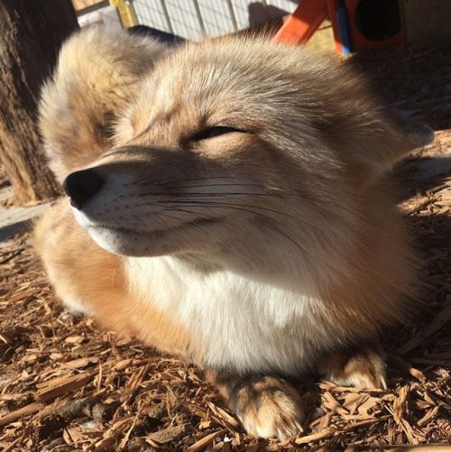 everythingfox - Look at fox to increase serotonin levels