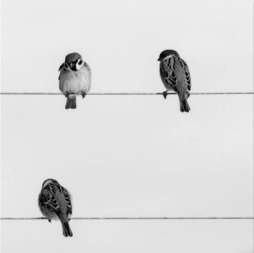 stepstepby:Ludmila Espiaube - Three Sparrows