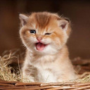 blog logo of Cute CAT pics