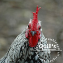 blog logo of Quill's - a hotwife & her cuckold