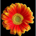 blog logo of I Love Flowers...
